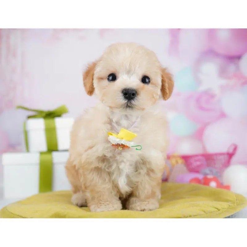 販売中の東京都のマルプー:マルチーズ×トイプードル-451674の5枚目