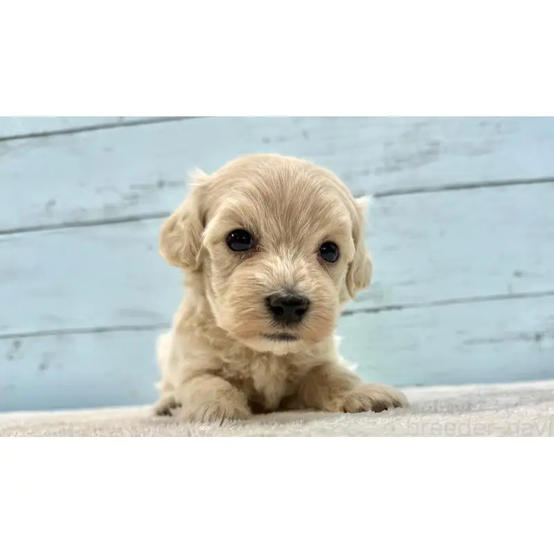 販売中の千葉県のマルプー:マルチーズ×トイプードル-451672の14枚目