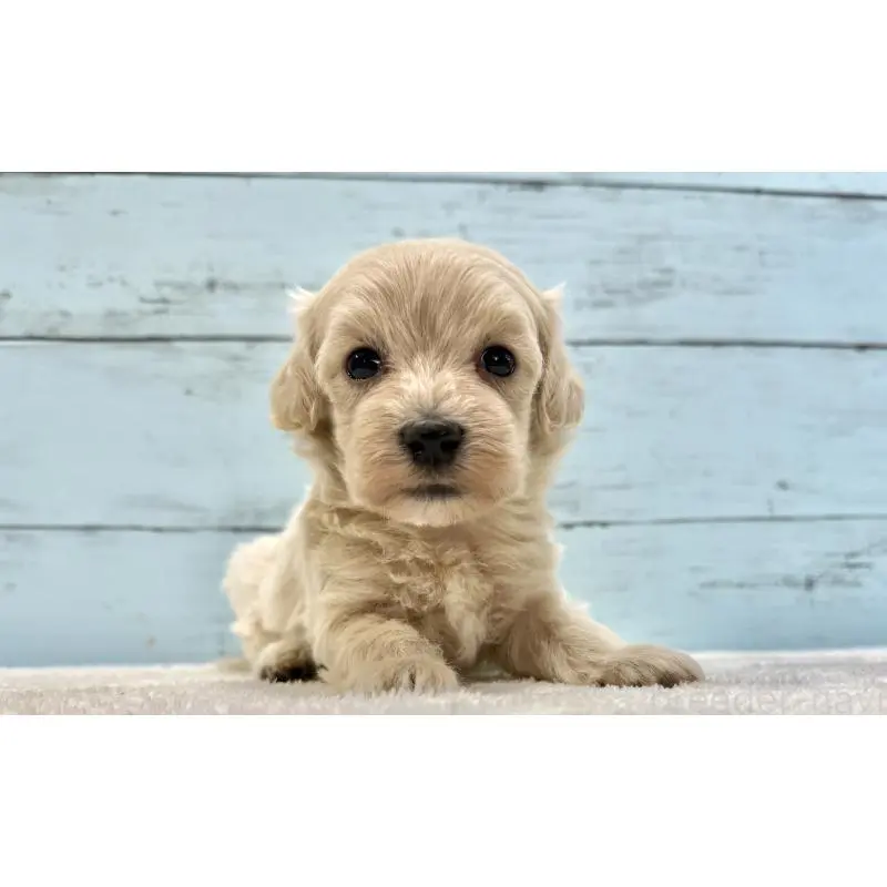 販売中の千葉県のマルプー:マルチーズ×トイプードル-451672の13枚目