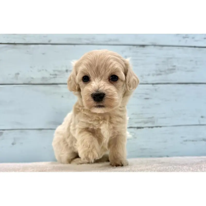 販売中の千葉県のマルプー:マルチーズ×トイプードル-451672の12枚目