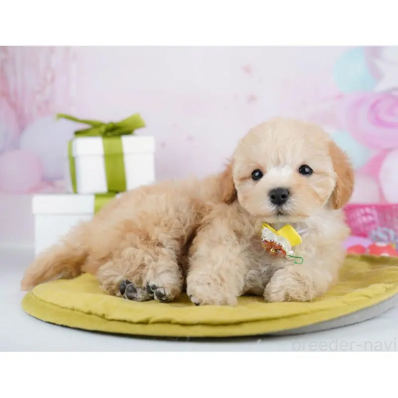 販売中の東京都のマルプー:マルチーズ×トイプードル-451674の4枚目