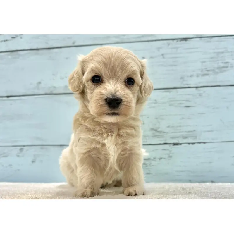 販売中の千葉県のマルプー:マルチーズ×トイプードル-451672の11枚目