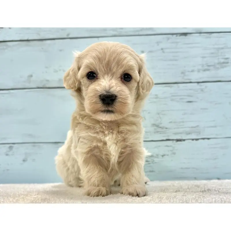 販売中の千葉県のマルプー:マルチーズ×トイプードル-451672の10枚目