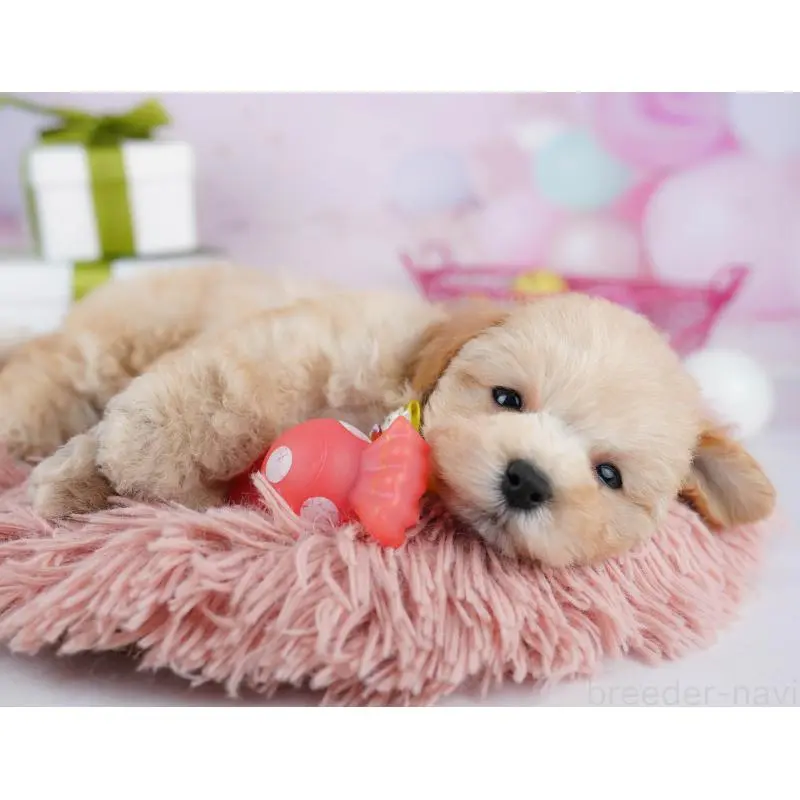 販売中の東京都のマルプー:マルチーズ×トイプードル-451674の3枚目