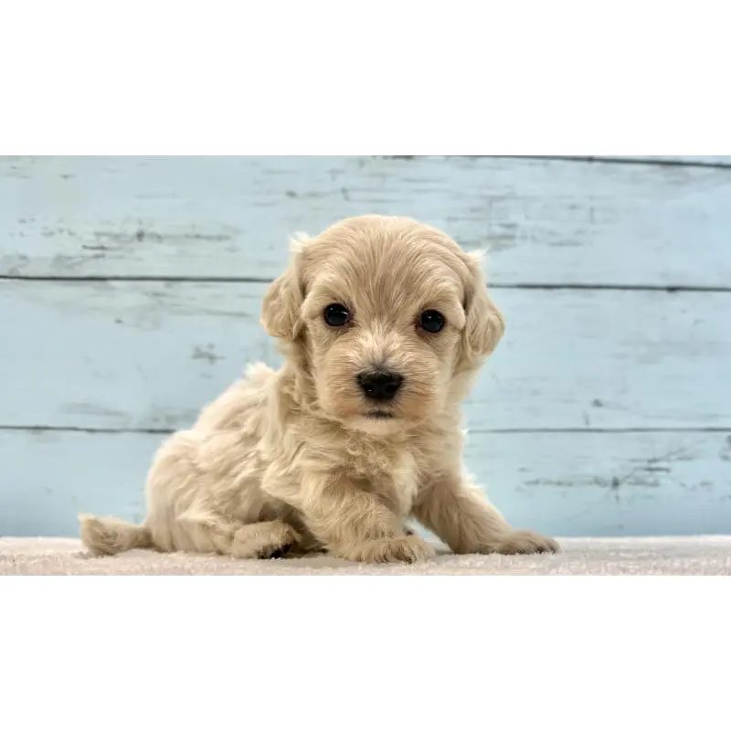 販売中の千葉県のマルプー:マルチーズ×トイプードル-451672の9枚目