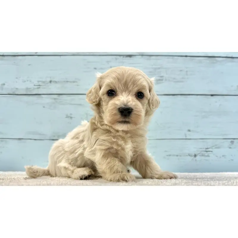 販売中の千葉県のマルプー:マルチーズ×トイプードル-451672の8枚目