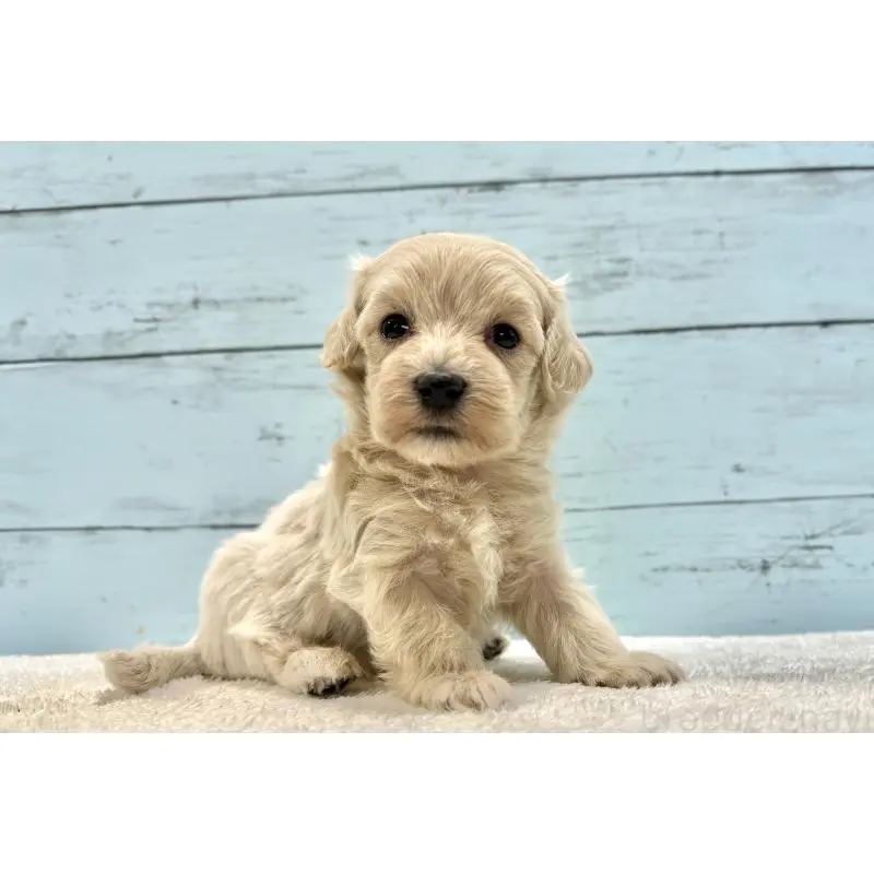 販売中の千葉県のマルプー:マルチーズ×トイプードル-451672の7枚目