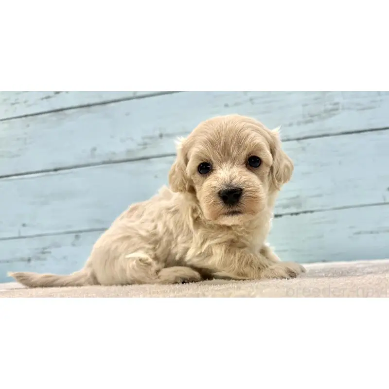 販売中の千葉県のマルプー:マルチーズ×トイプードル-451672の6枚目