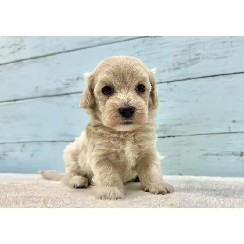 販売中の千葉県のマルプー:マルチーズ×トイプードル-451672の5枚目