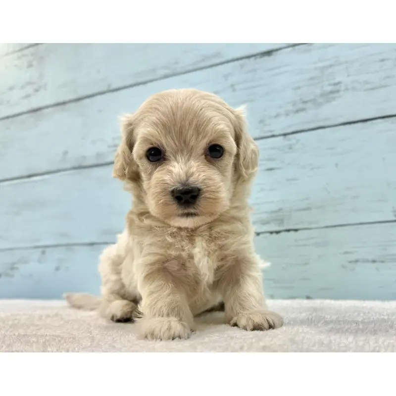 販売中の千葉県のマルプー:マルチーズ×トイプードル-451672の4枚目