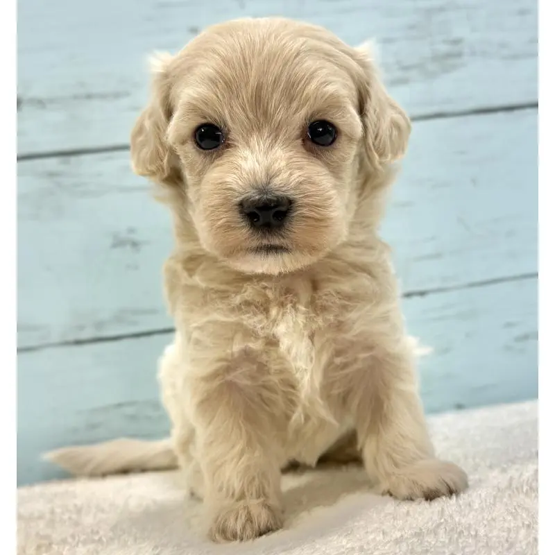 販売中の千葉県のマルプー:マルチーズ×トイプードル-451672の3枚目