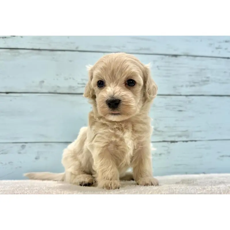 販売中の千葉県のマルプー:マルチーズ×トイプードル-451672の2枚目