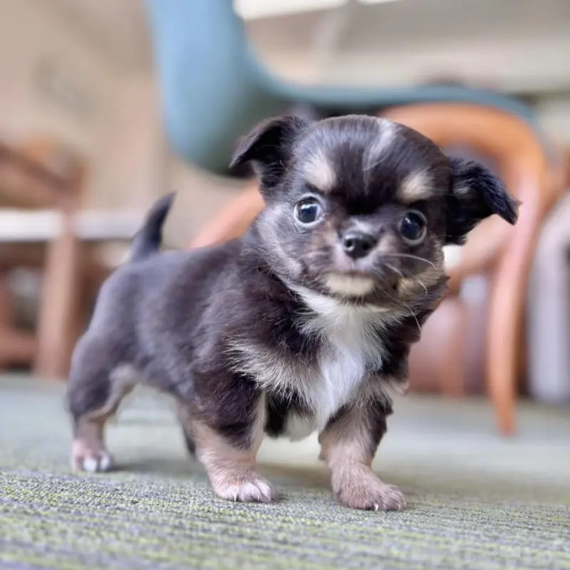 販売中の石川県のチワワ(ロングコート)-451671の4枚目