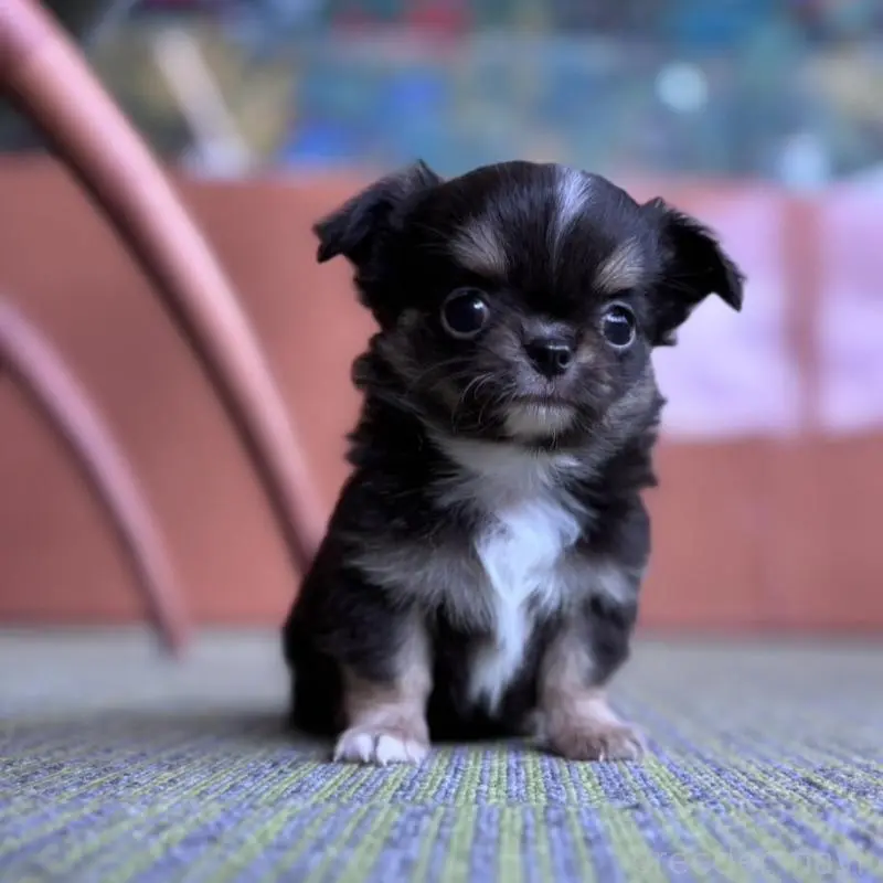 販売中の石川県のチワワ(ロングコート)-451671の3枚目