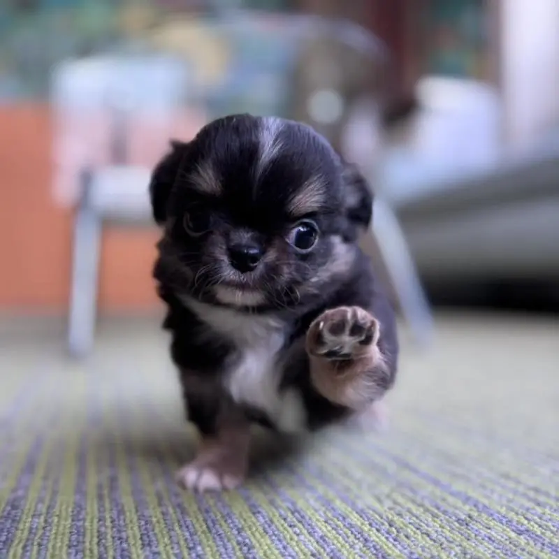 販売中の石川県のチワワ(ロングコート)-451671の2枚目