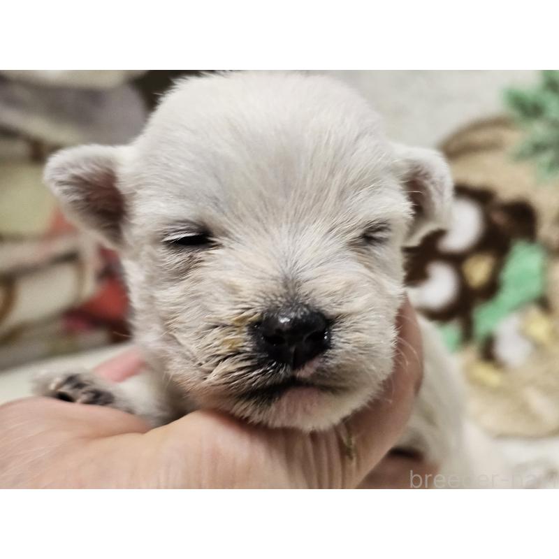 販売中の愛知県のウエストハイランドホワイトテリア(ウエスティ)-451673の7枚目