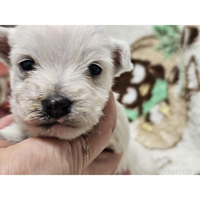 販売中の愛知県のウエストハイランドホワイトテリア(ウエスティ)-451673の6枚目