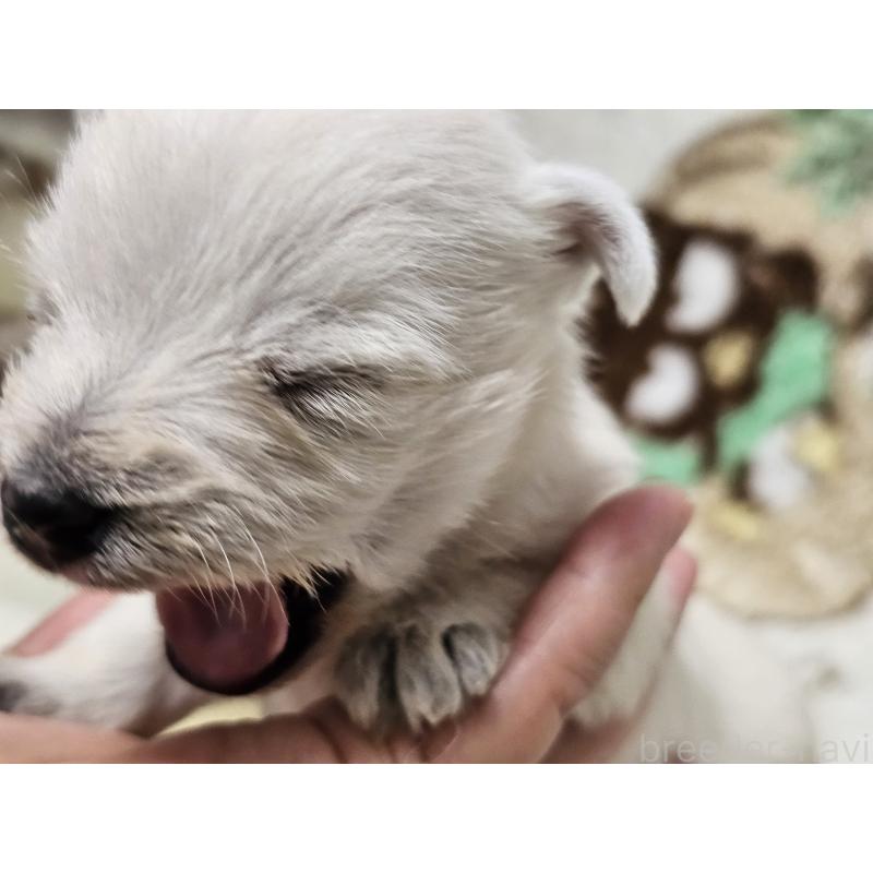 販売中の愛知県のウエストハイランドホワイトテリア(ウエスティ)-451673の5枚目