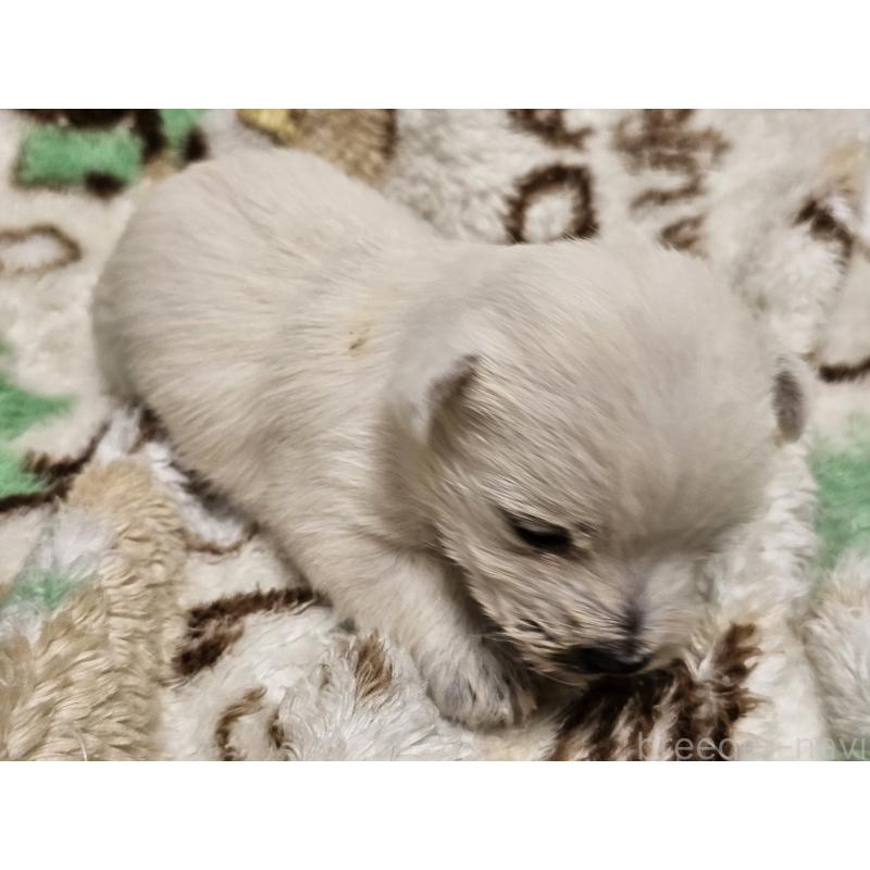 販売中の愛知県のウエストハイランドホワイトテリア(ウエスティ)-451673の4枚目