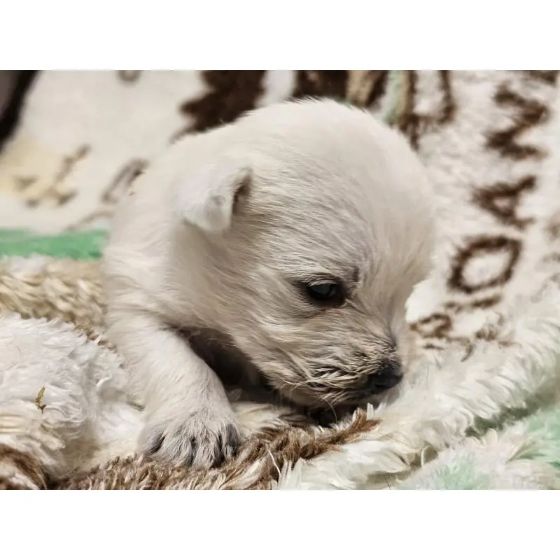 販売中の愛知県のウエストハイランドホワイトテリア(ウエスティ)-451673の3枚目