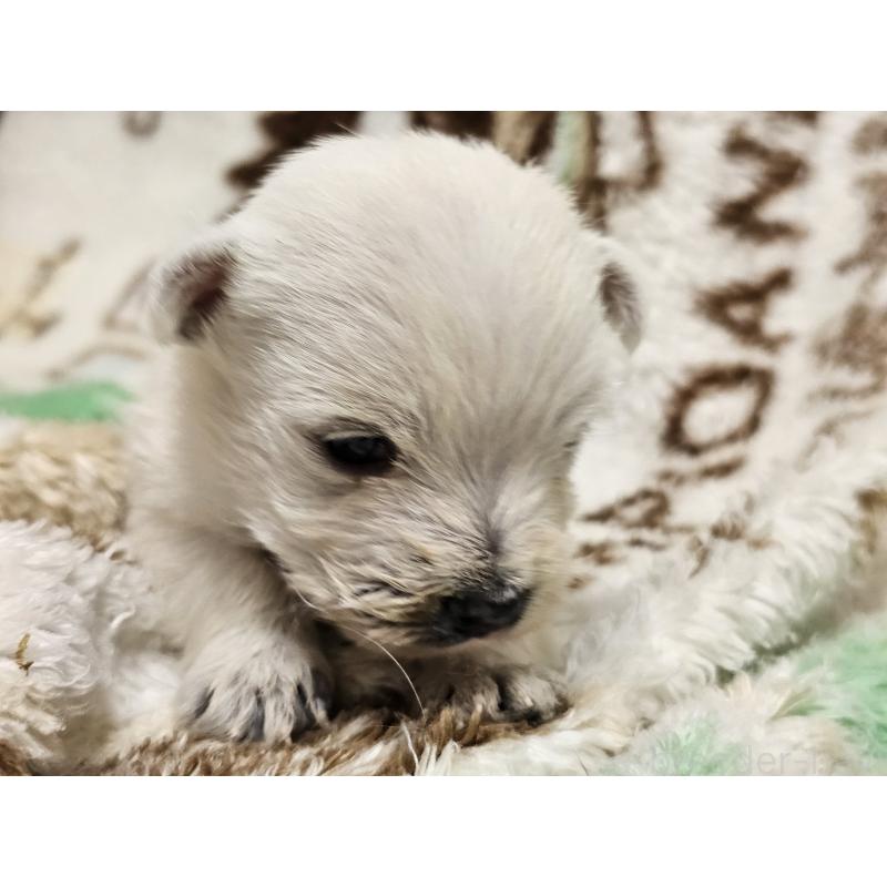販売中の愛知県のウエストハイランドホワイトテリア(ウエスティ)-451673の2枚目