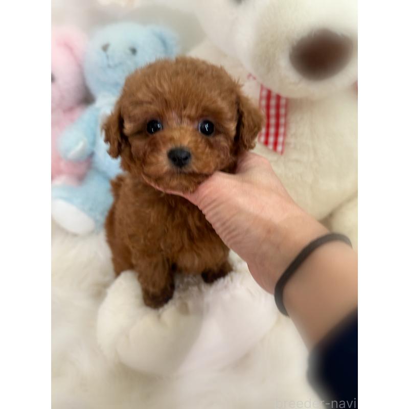 販売中の香川県のタイニープードル-446811の12枚目
