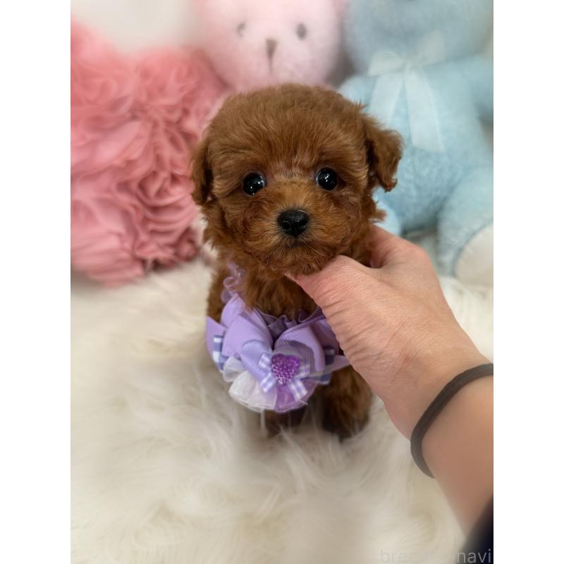 販売中の香川県のタイニープードル-446811の11枚目