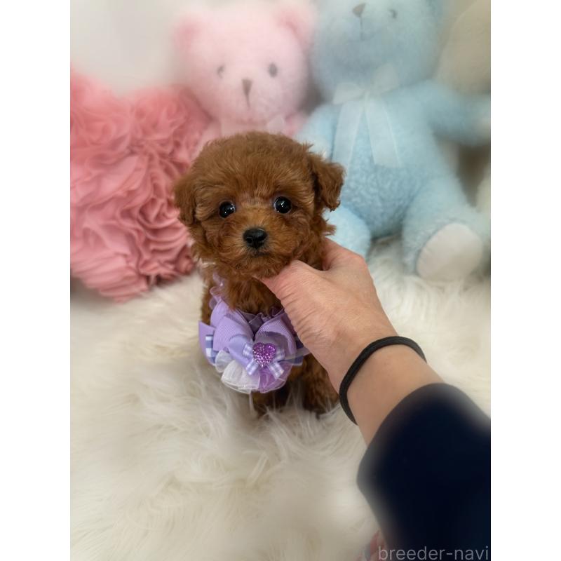 販売中の香川県のタイニープードル-446811の10枚目