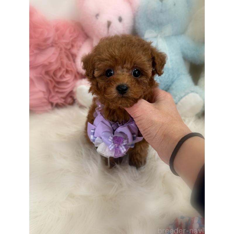 販売中の香川県のタイニープードル-446811の9枚目