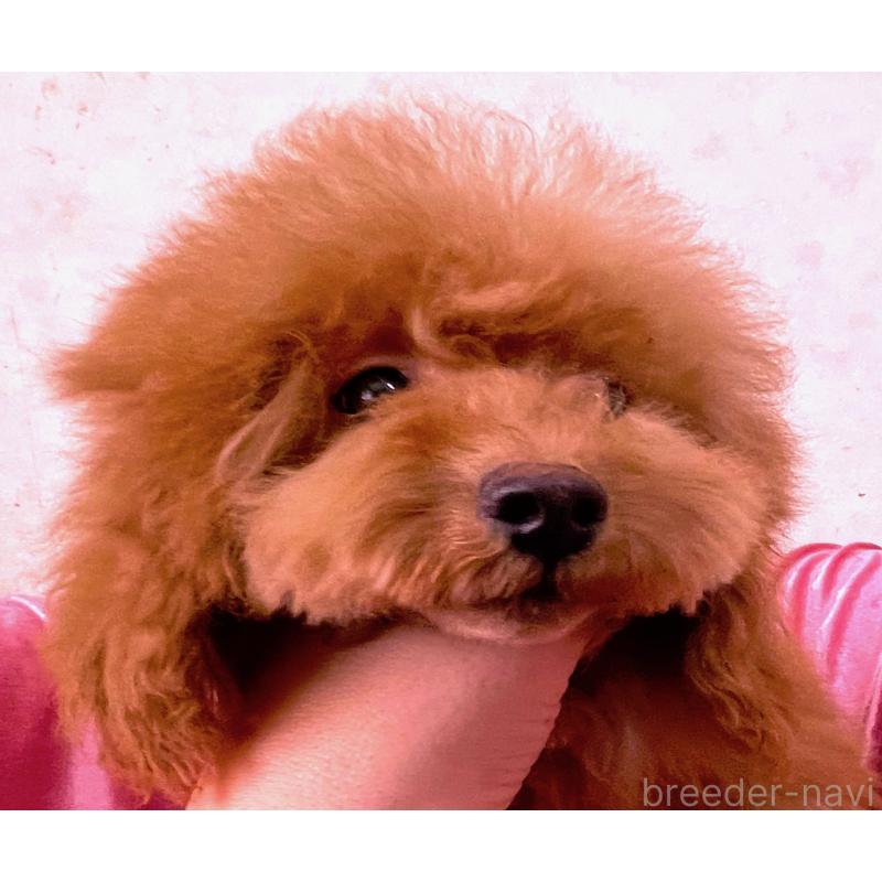 販売中の大阪府のティーカッププードル-427091の5枚目