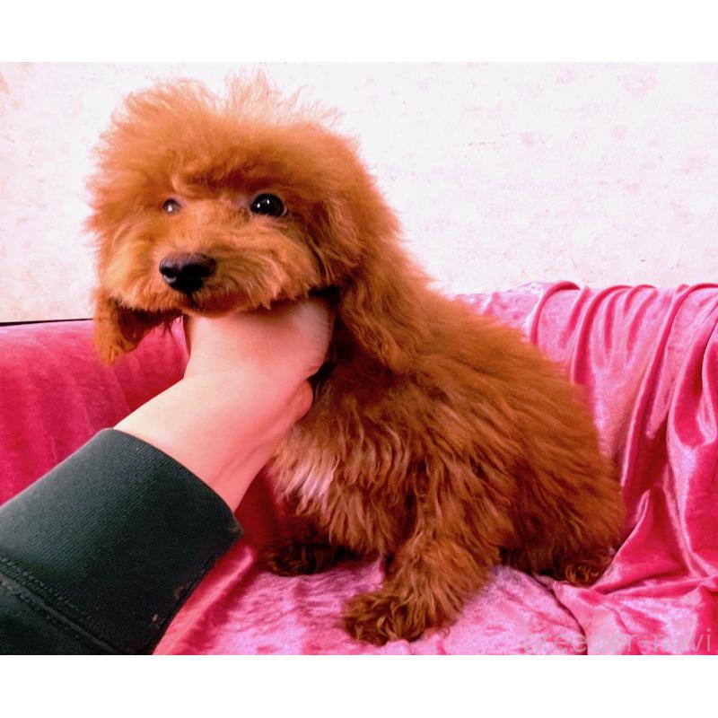 販売中の大阪府のティーカッププードル-427091の3枚目