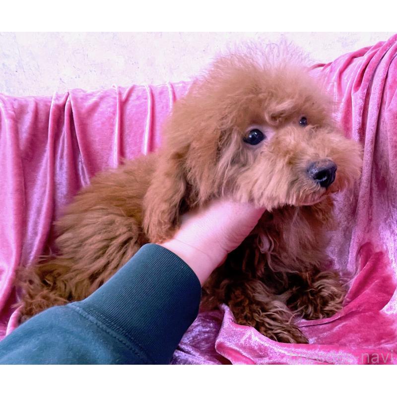 販売中の大阪府のティーカッププードル-427091の2枚目