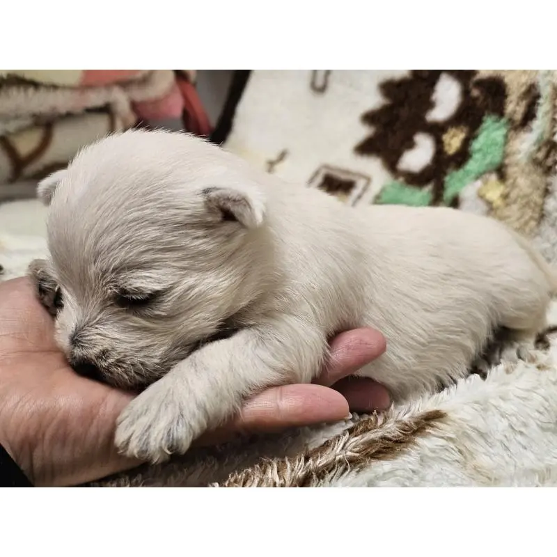 販売中の愛知県のウエストハイランドホワイトテリア(ウエスティ)-451677の6枚目