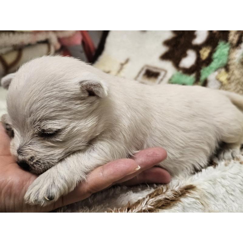 販売中の愛知県のウエストハイランドホワイトテリア(ウエスティ)-451677の5枚目