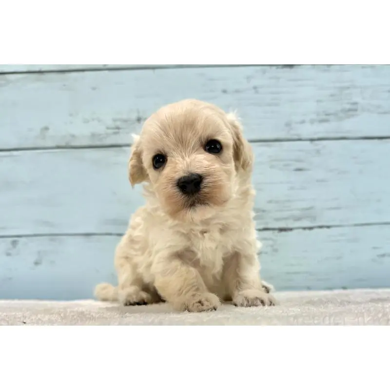 販売中の千葉県のマルプー:マルチーズ×トイプードル-451678の15枚目