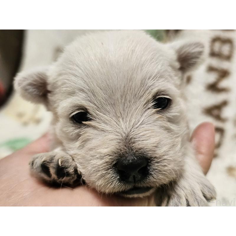 販売中の愛知県のウエストハイランドホワイトテリア(ウエスティ)-451677の4枚目