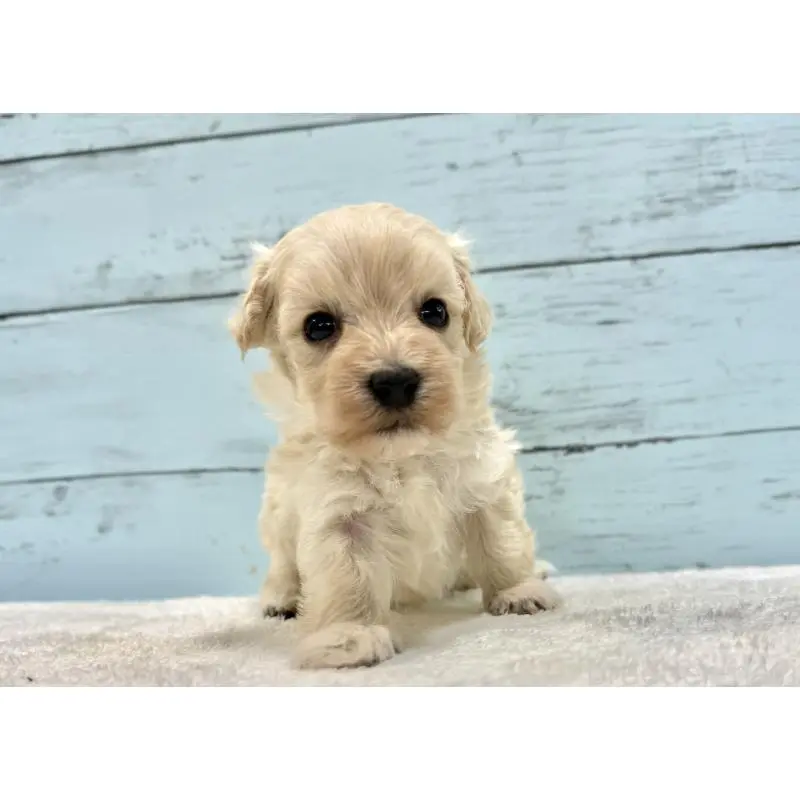 販売中の千葉県のマルプー:マルチーズ×トイプードル-451678の14枚目