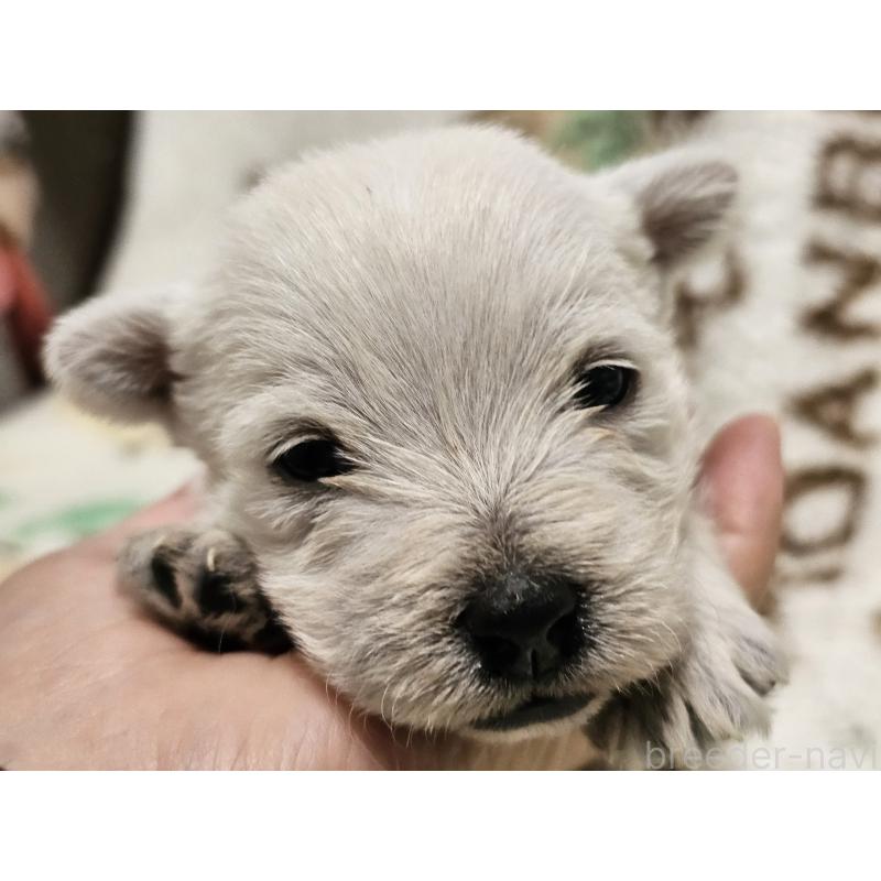 販売中の愛知県のウエストハイランドホワイトテリア(ウエスティ)-451677の3枚目