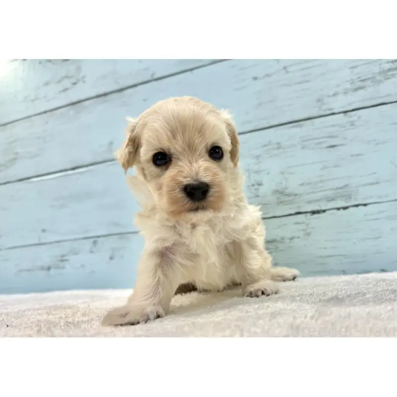 販売中の千葉県のマルプー:マルチーズ×トイプードル-451678の13枚目