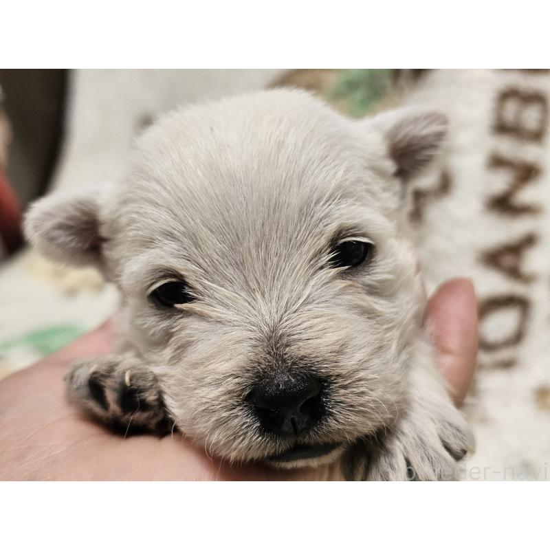 販売中の愛知県のウエストハイランドホワイトテリア(ウエスティ)-451677の2枚目