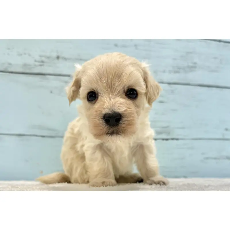 販売中の千葉県のマルプー:マルチーズ×トイプードル-451678の10枚目