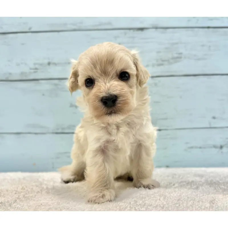 販売中の千葉県のマルプー:マルチーズ×トイプードル-451678の8枚目