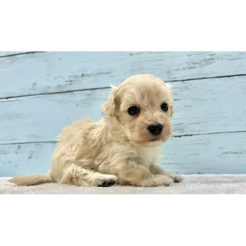 販売中の千葉県のマルプー:マルチーズ×トイプードル-451678の6枚目