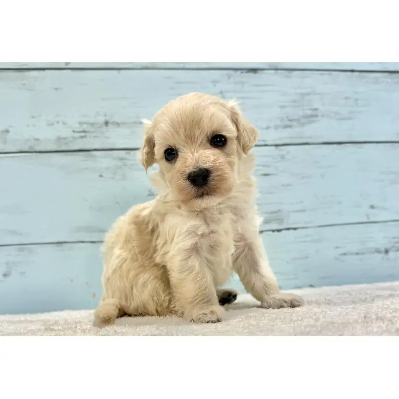 販売中の千葉県のマルプー:マルチーズ×トイプードル-451678の5枚目