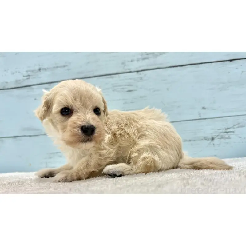 販売中の千葉県のマルプー:マルチーズ×トイプードル-451678の4枚目