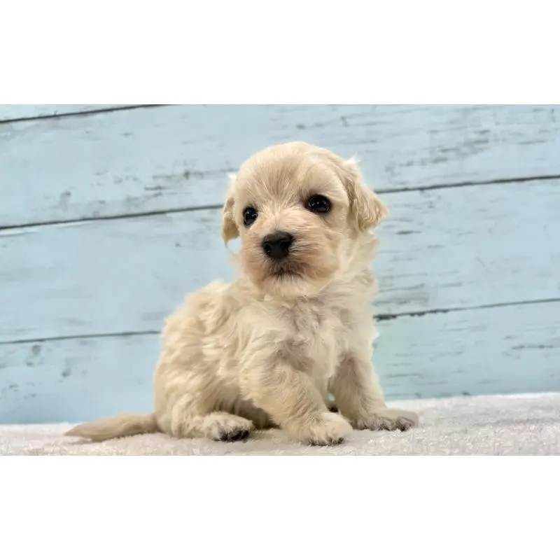 販売中の千葉県のマルプー:マルチーズ×トイプードル-451678の3枚目