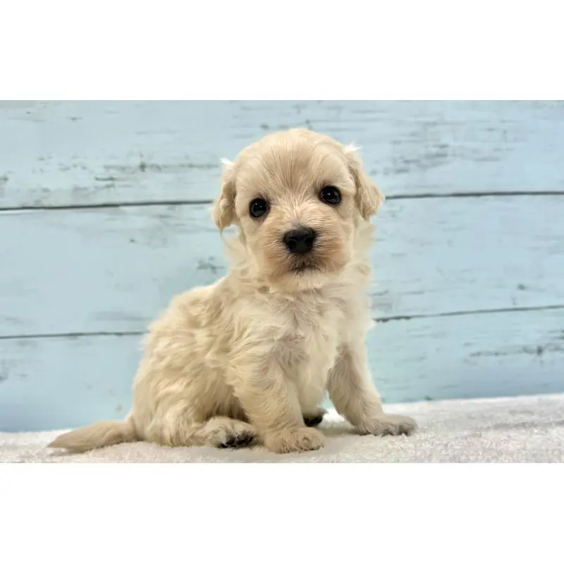 販売中の千葉県のマルプー:マルチーズ×トイプードル-451678の2枚目