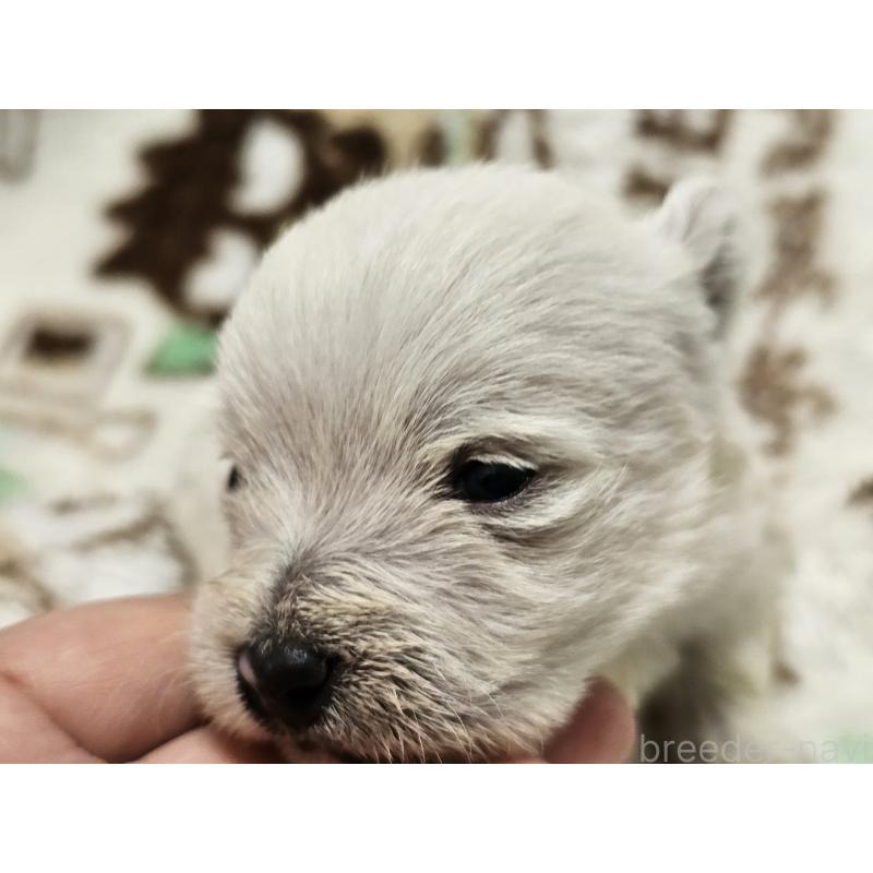 販売中の愛知県のウエストハイランドホワイトテリア(ウエスティ)-451679の10枚目