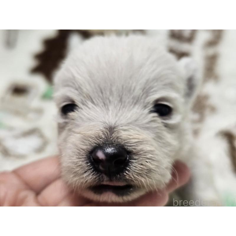 販売中の愛知県のウエストハイランドホワイトテリア(ウエスティ)-451679の9枚目