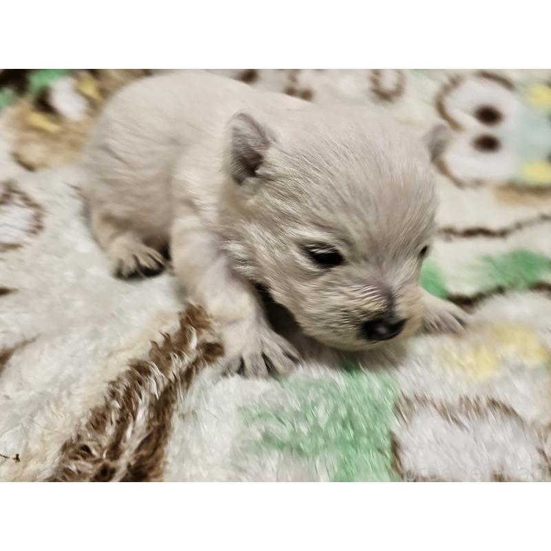 販売中の愛知県のウエストハイランドホワイトテリア(ウエスティ)-451679の8枚目